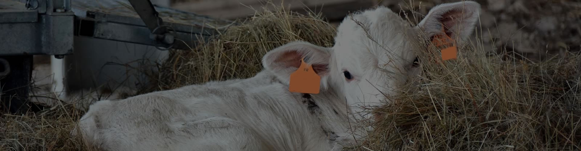 Circuit court : de l'éleveur au consommateur image