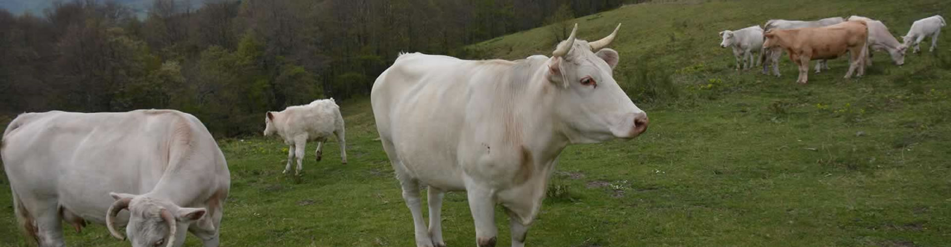 Agriculture Biologique depuis 1988 image